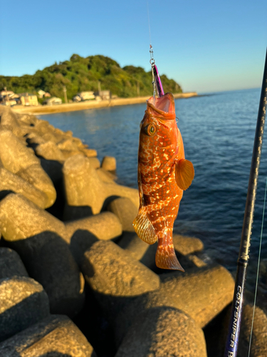 キジハタの釣果