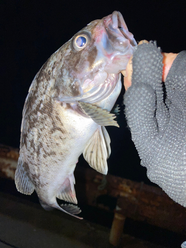 ソイの釣果