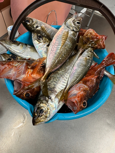 アジの釣果