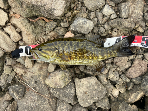 スモールマウスバスの釣果