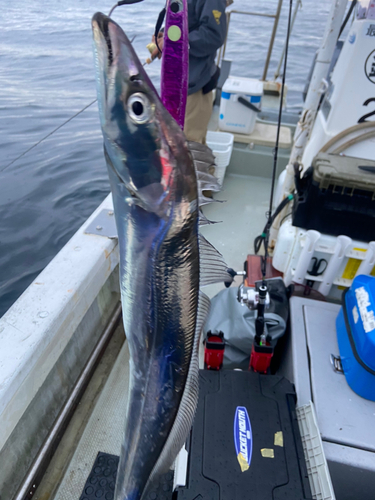 タチウオの釣果