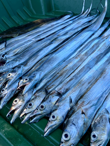 タチウオの釣果