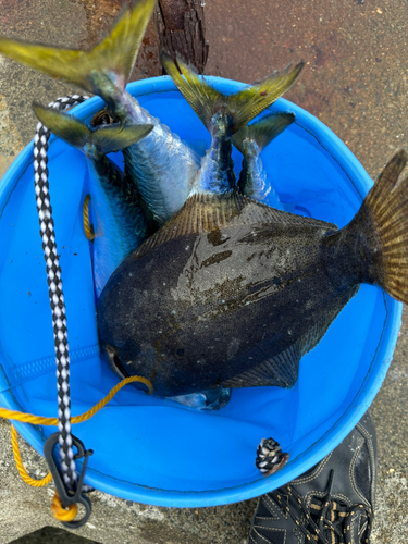 サバの釣果