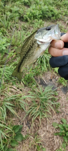 ブラックバスの釣果