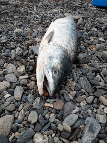 サケの釣果