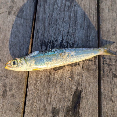 ウルメイワシの釣果