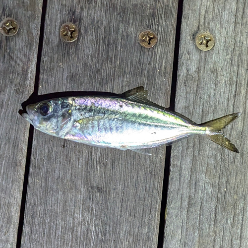 メアジの釣果