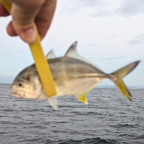 メッキの釣果