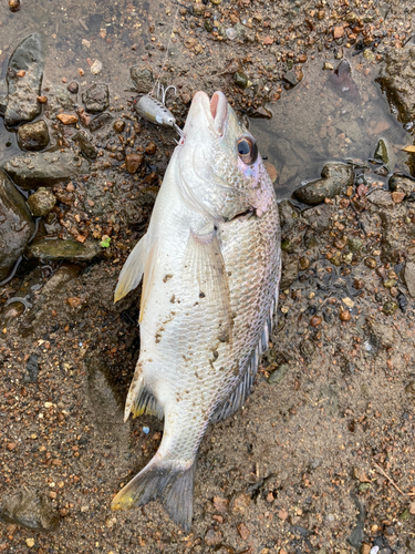 キビレの釣果