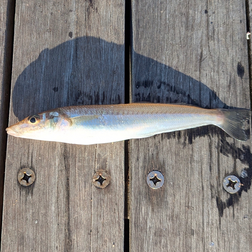 シロギスの釣果