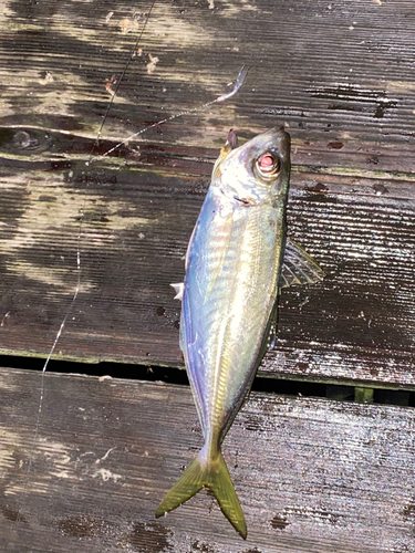 マアジの釣果