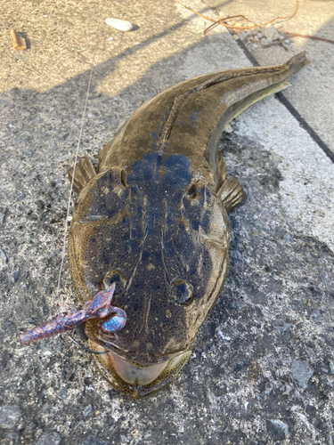 マゴチの釣果