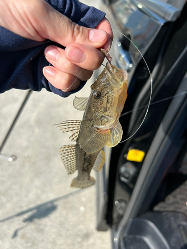 マハゼの釣果