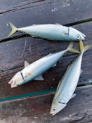 マサバの釣果