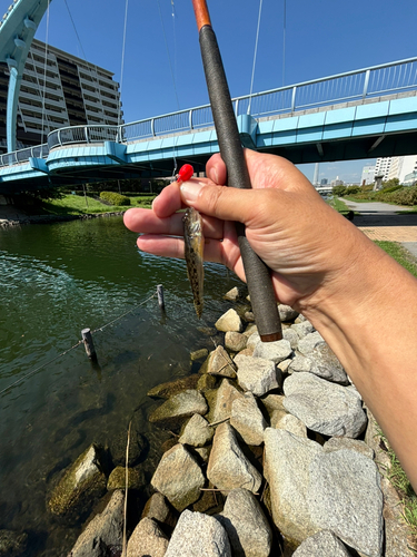 マハゼの釣果