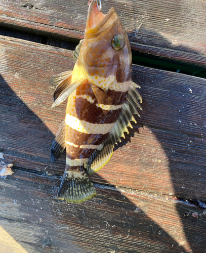 アオハタの釣果