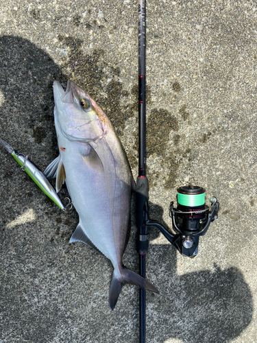 ショゴの釣果