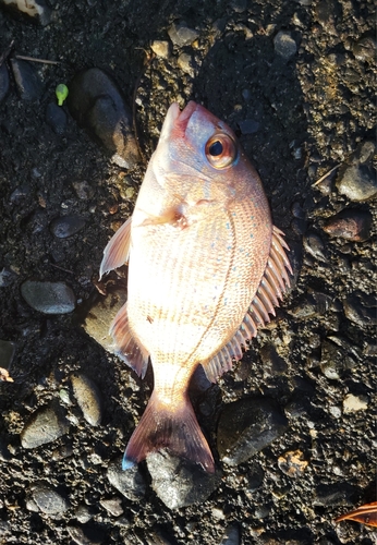 チャリコの釣果