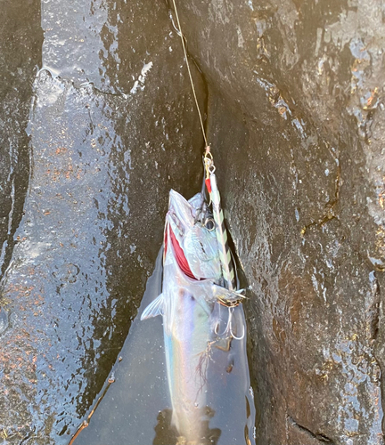 スマガツオの釣果