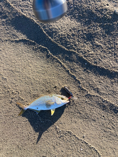 ショゴの釣果