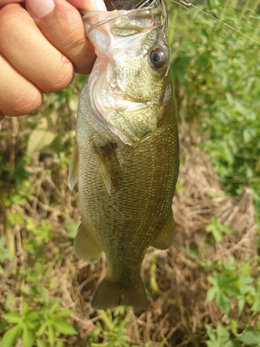 ラージマウスバスの釣果