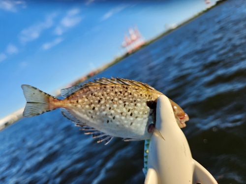 アイゴの釣果