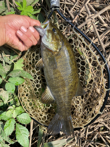 スモールマウスバスの釣果