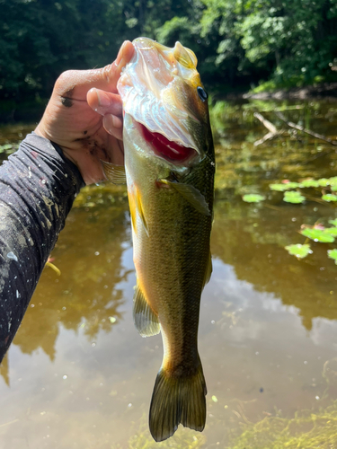 釣果