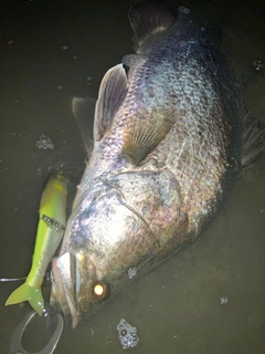 アカメの釣果