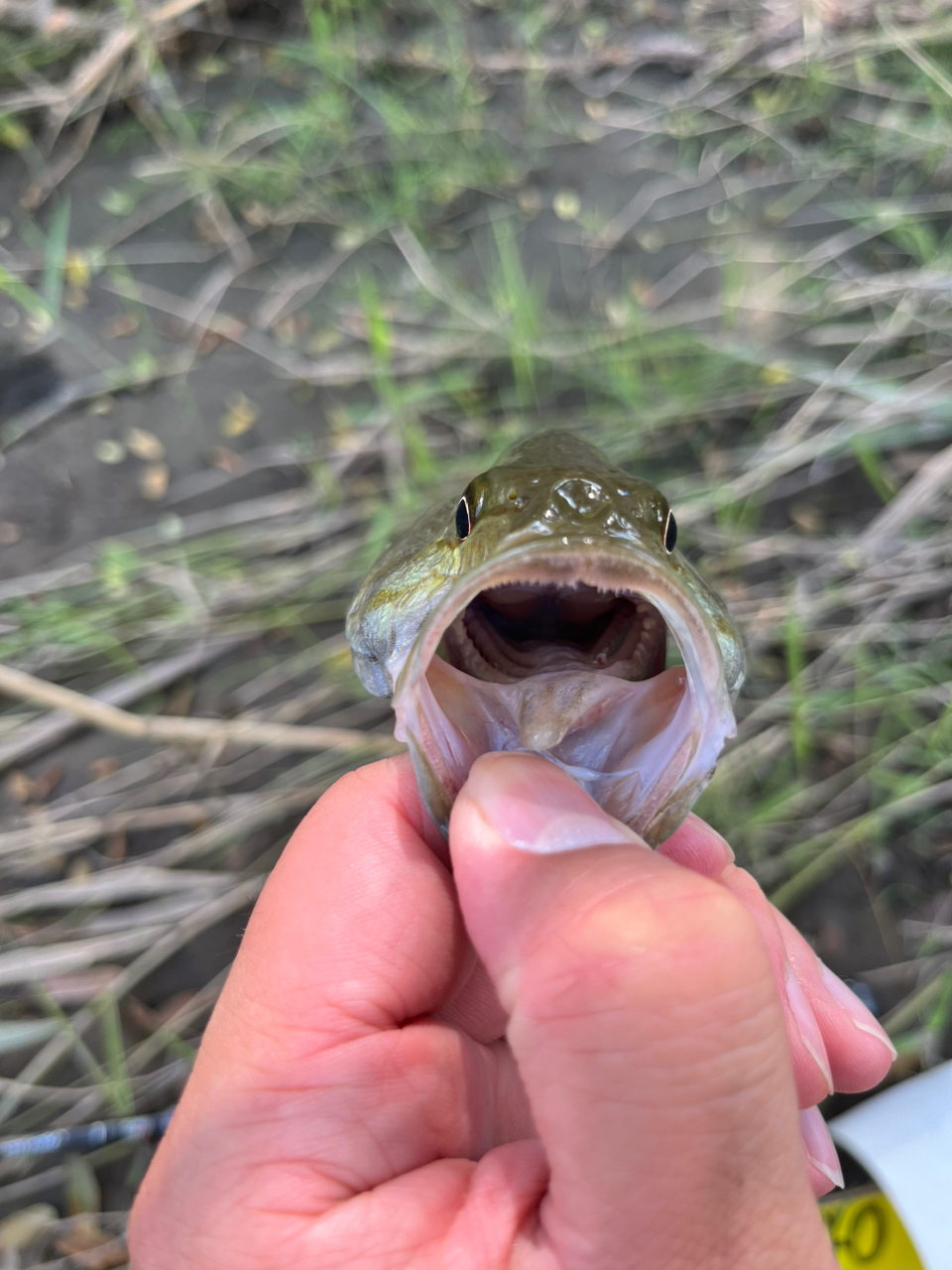 スモールマウスバス