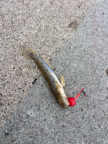 マハゼの釣果