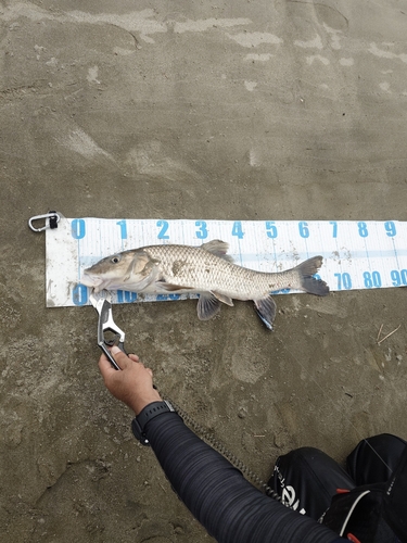 ニゴイの釣果