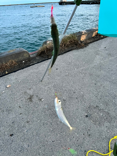 サバの釣果