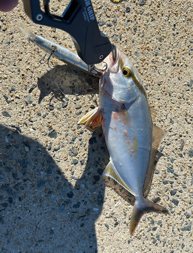 ネリゴの釣果