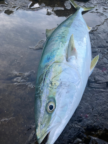 ワラサの釣果