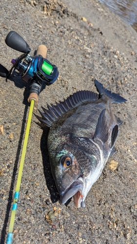 クロダイの釣果