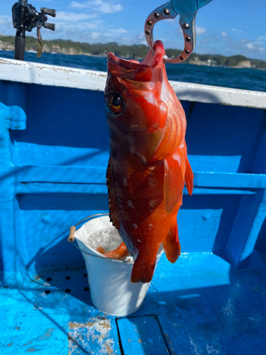 アカハタの釣果