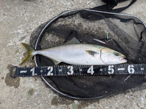 イナダの釣果