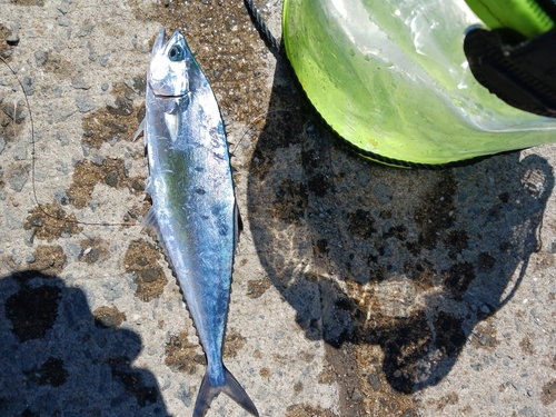 イケカツオの釣果