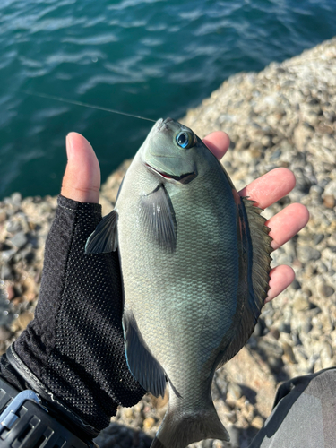 メジナの釣果