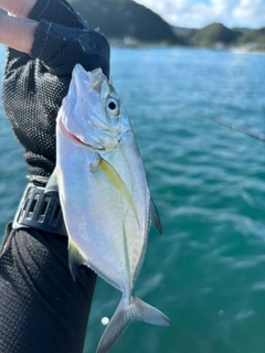 シマアジの釣果