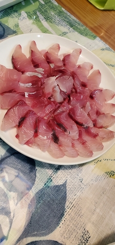 イナダの釣果