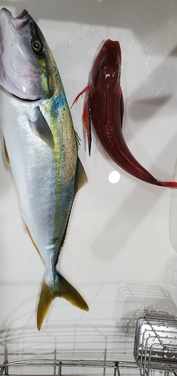 こみこみ🐟さんの釣果 2枚目の画像