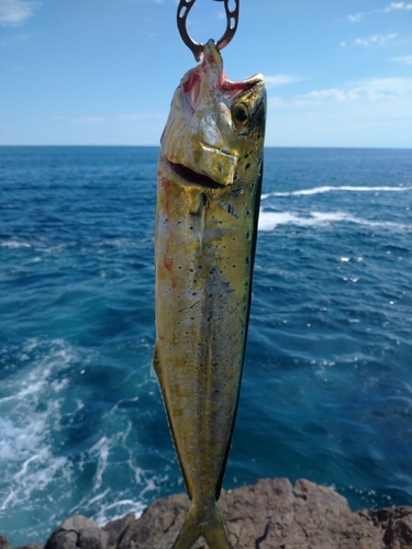 シイラの釣果