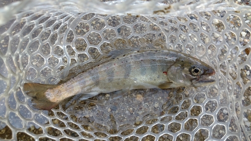 アマゴの釣果