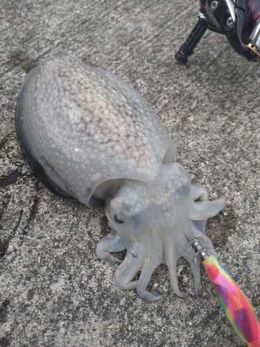 シリヤケイカの釣果