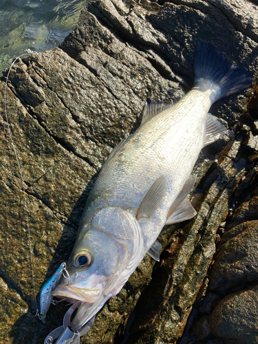 ヒラスズキの釣果