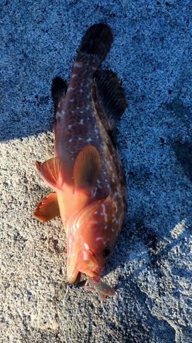 アコウの釣果