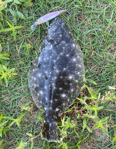 ソゲの釣果