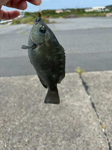 メジナの釣果